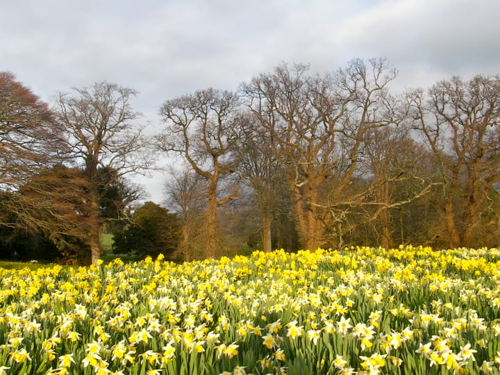 Daffodils ville