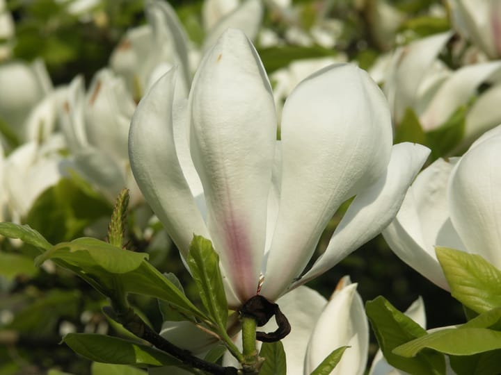Beautiful flowers, shelves and castle things