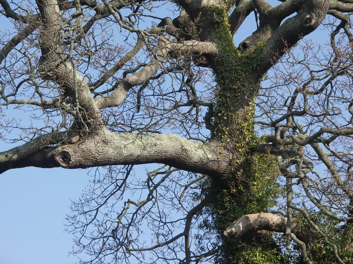 Discovering Woodworking