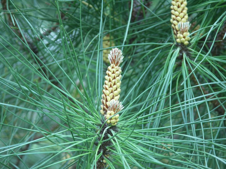 Know your woods #5-Pines, spruces, firs and more!