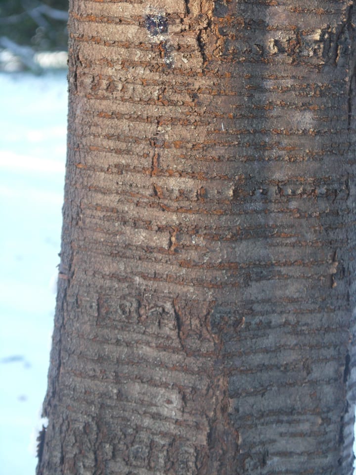 Know your wood #1-Cherry