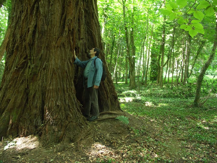 Time out in the woods