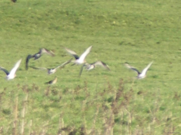 Curlews calling  below Penrhyn Castle