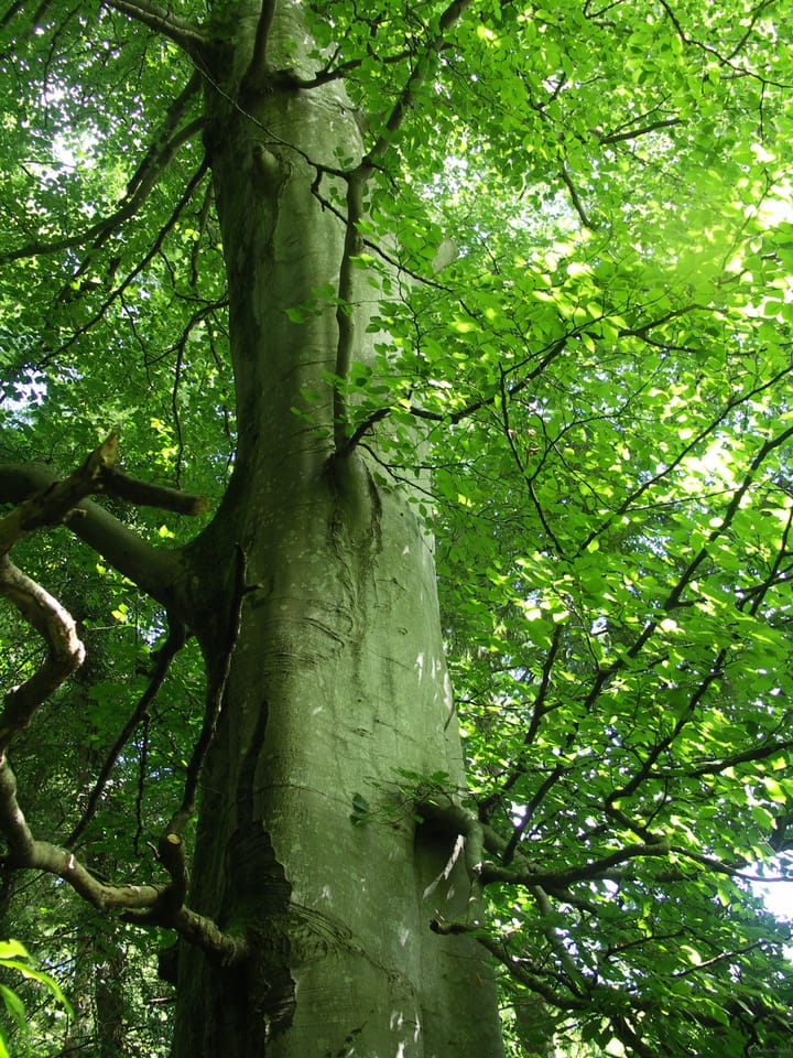 Real Woodworking Campaign #1