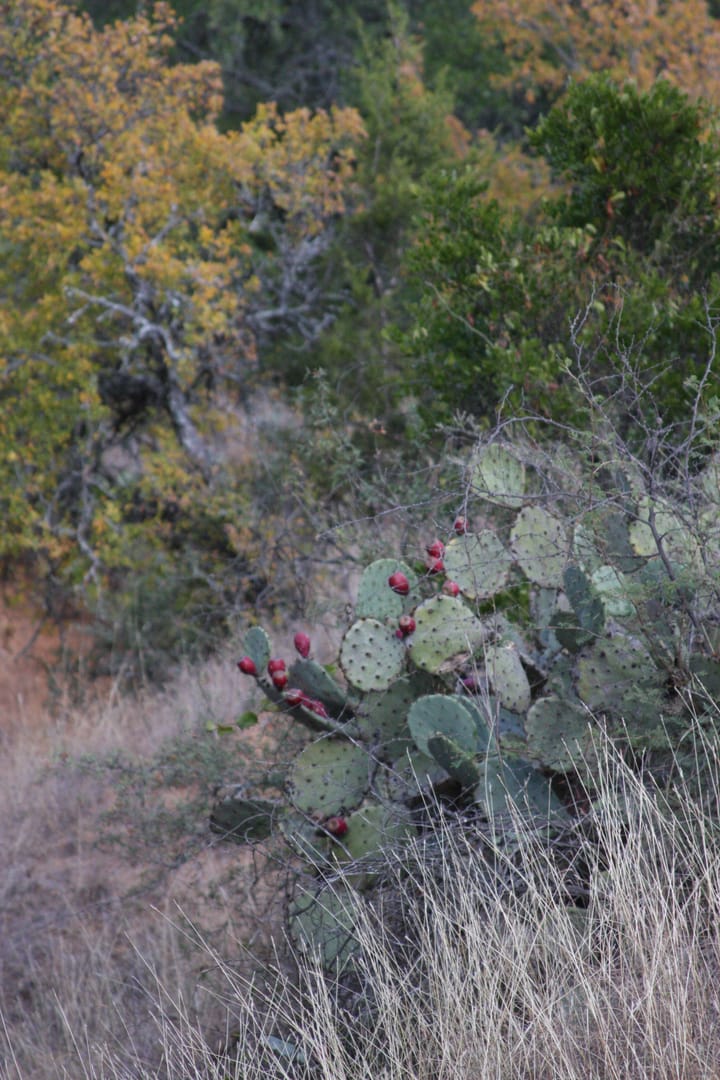 Texas, mesquite, longhorns and me - real woodworking