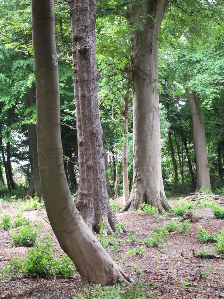 Connecting the wood with the wood