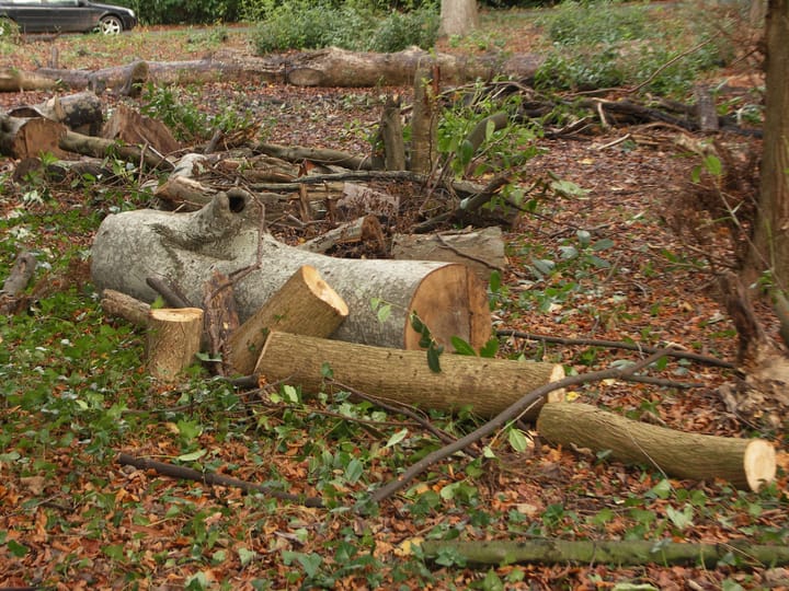 To the woods for turning wood and more