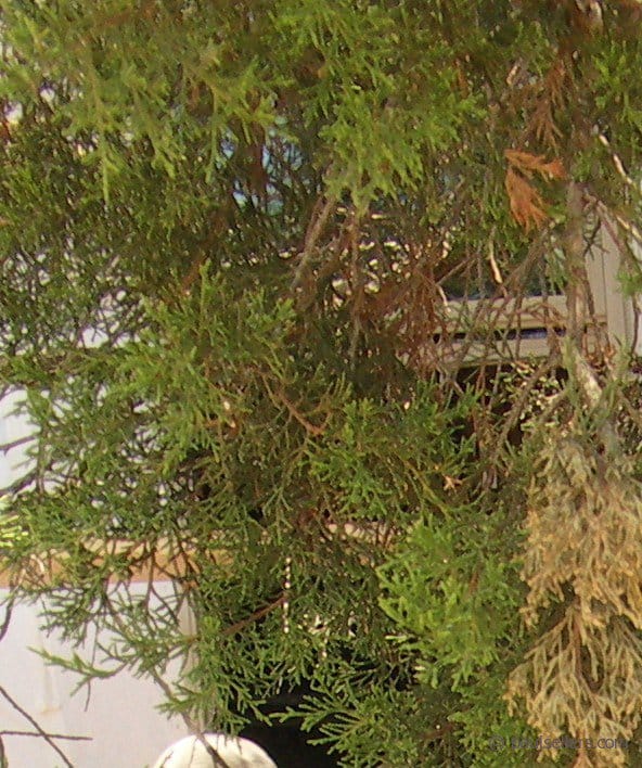 Q&A Harvesting trees for free wood