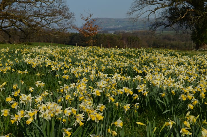 A New Legacy for New York