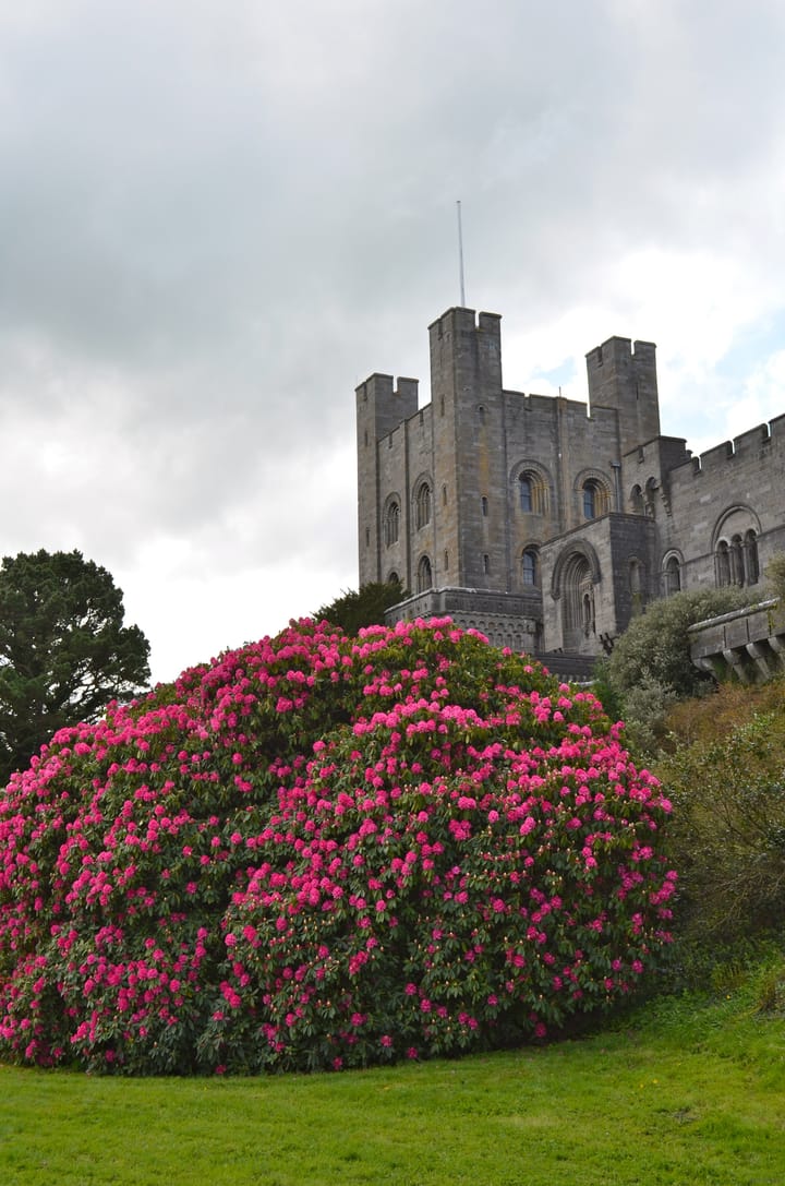 Back home in the castle