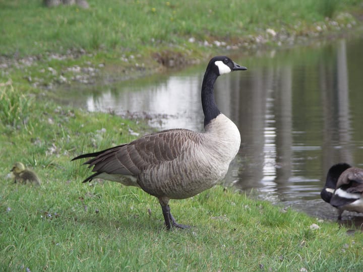 New life New York and a New Legacy