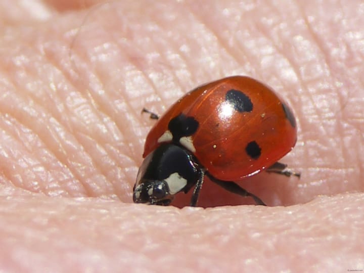 Beyond Penrhyn Castle walls