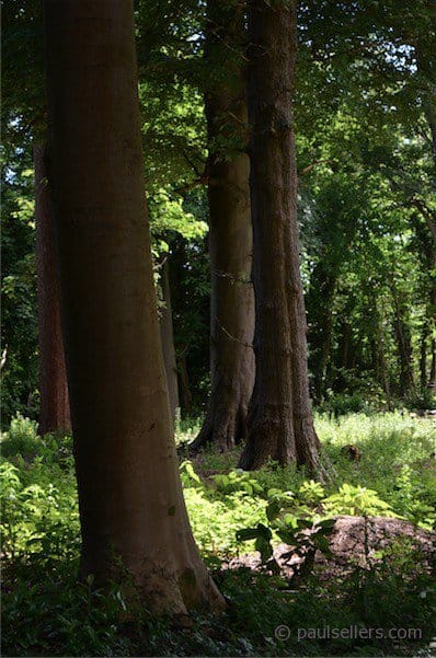 Walk the woods, get sanity, find peace