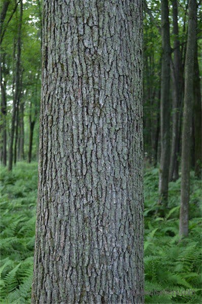 Aids to Journalling and Drawing Tree Stems