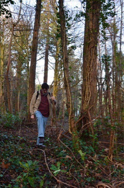 Walk the Woods - Steps of Sanity and Sane Living