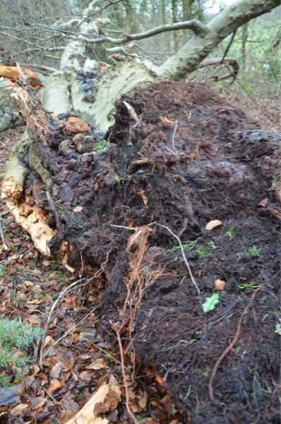 Woodlands, Wildness &amp; Red Squirrels