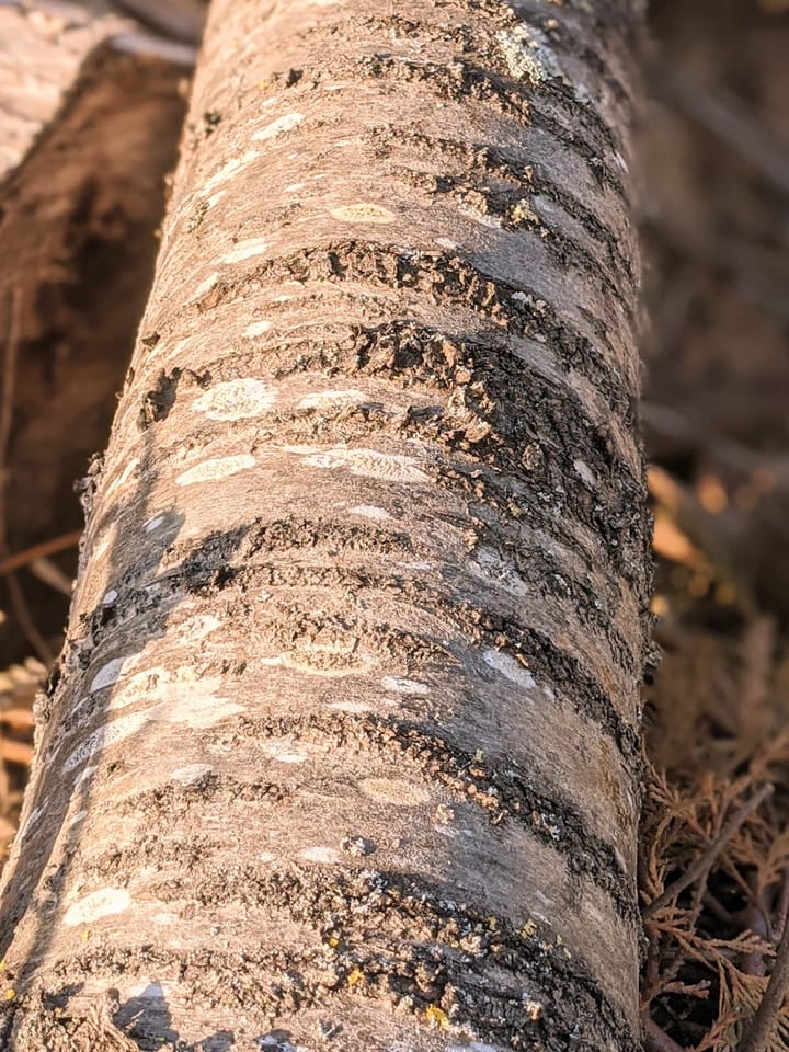 Mallet Memoir & Me and George