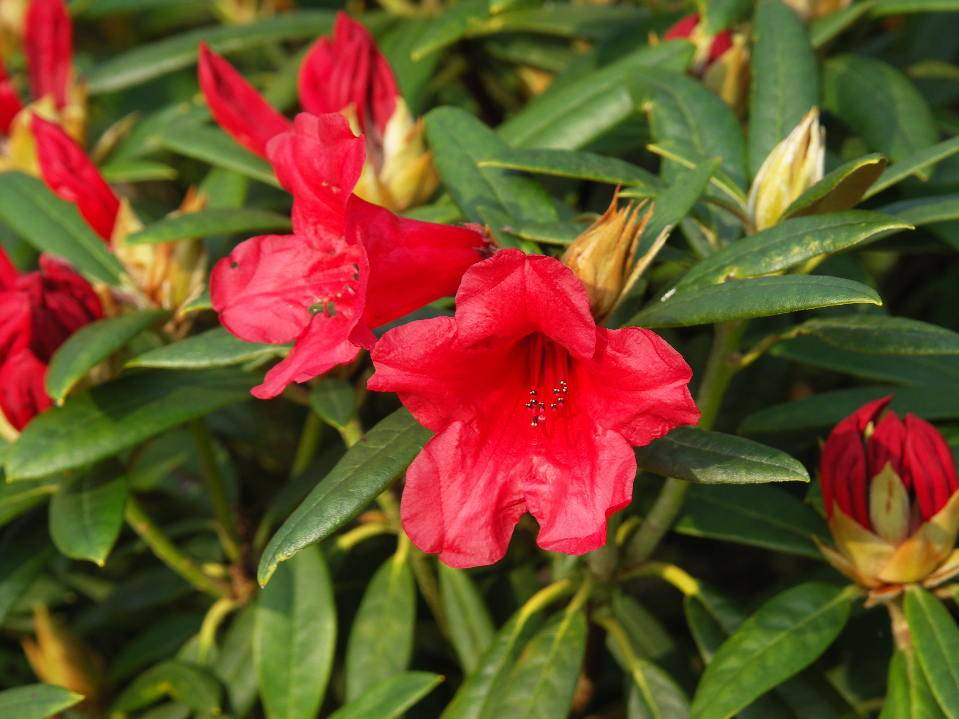 Paul Sellers Photo Images