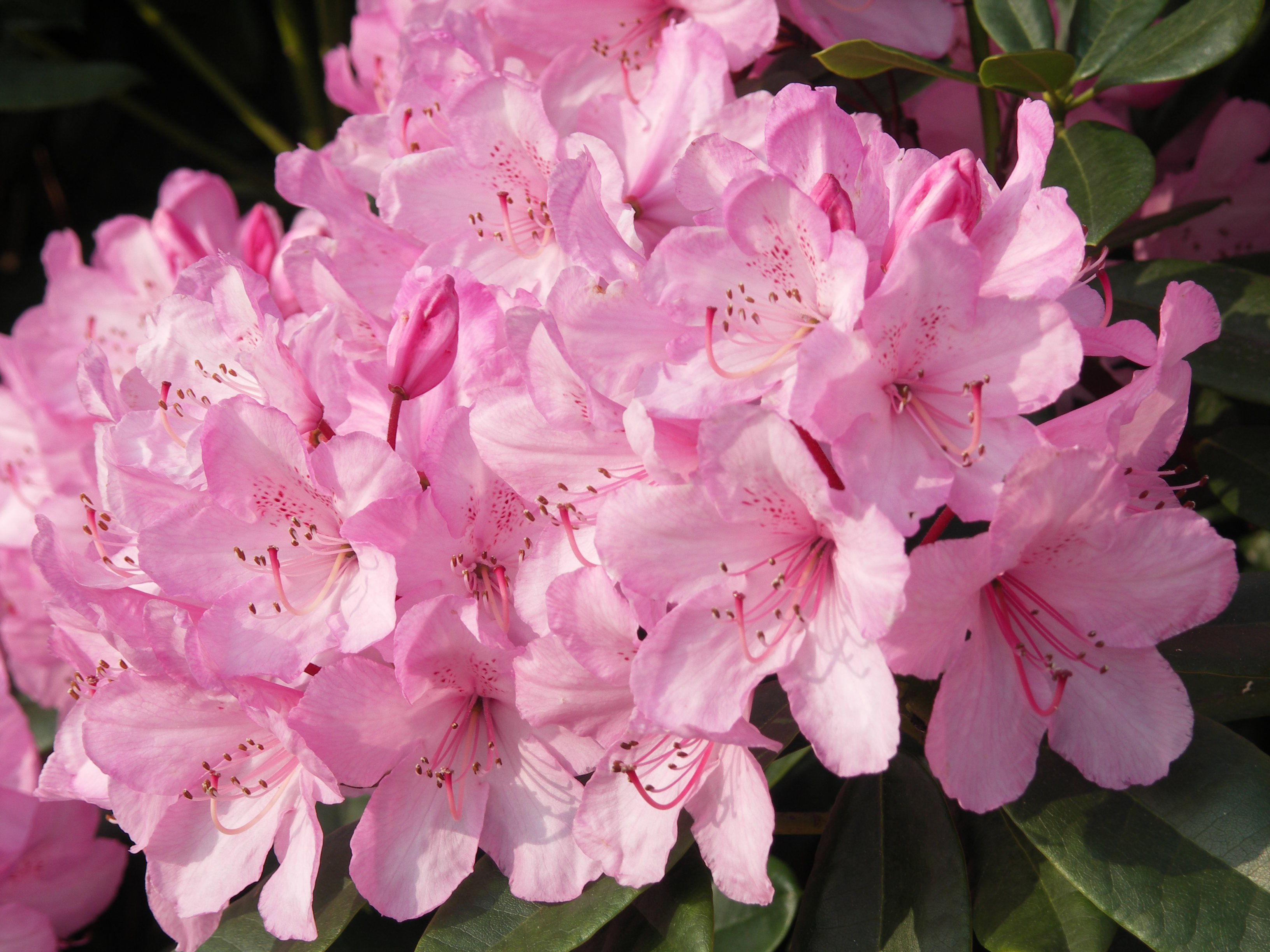 Paul Sellers Photo Images