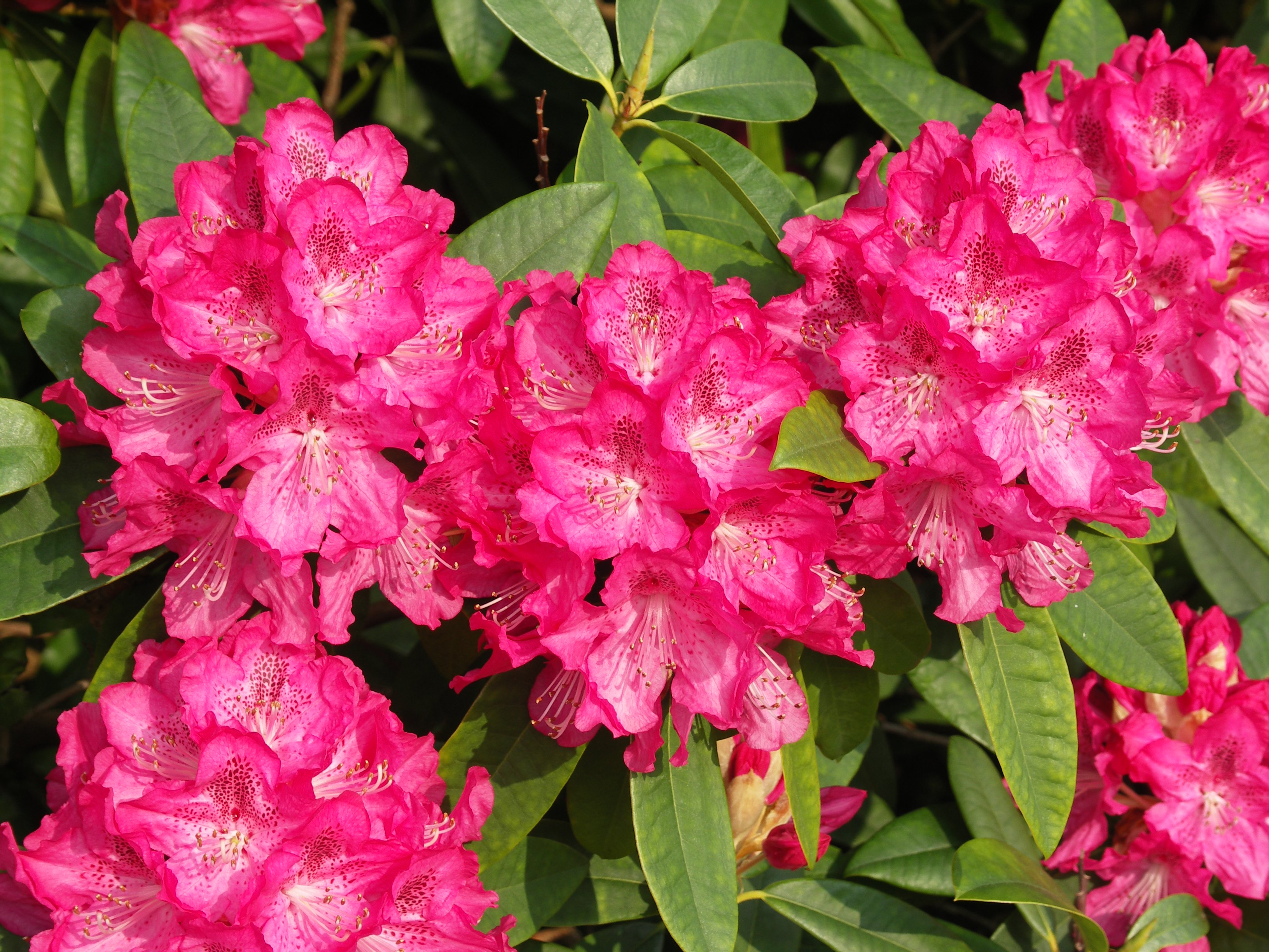 Paul Sellers Photo Images