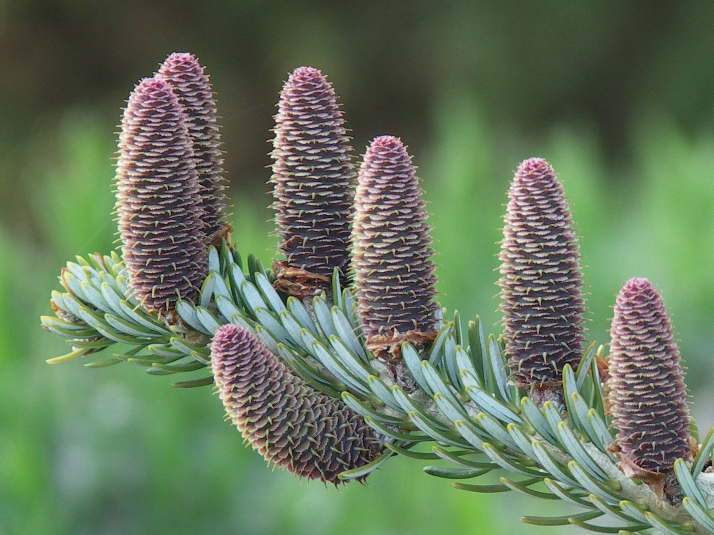 Paul Sellers Photo Images