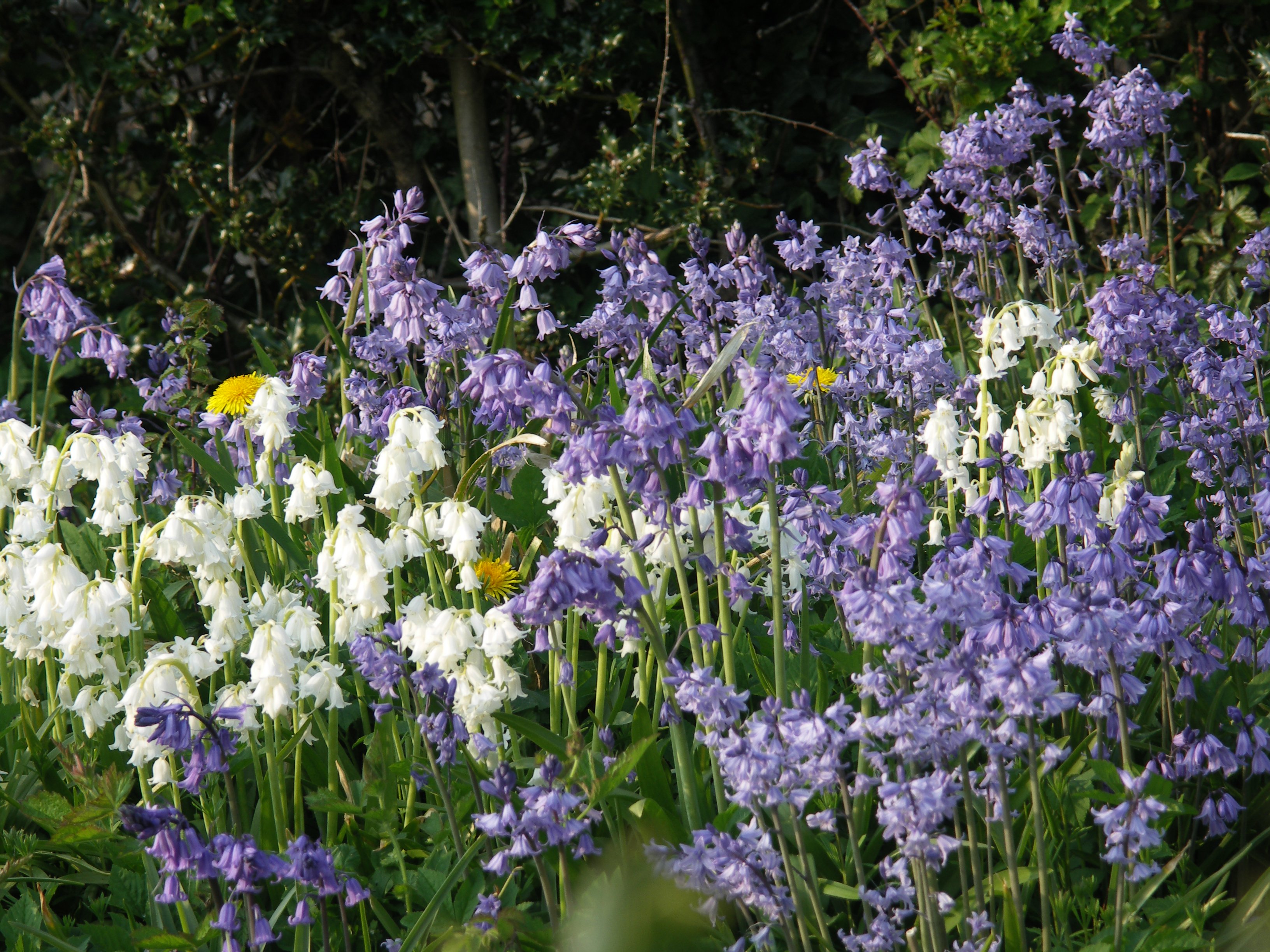 KONICA MINOLTA DIGITAL CAMERA